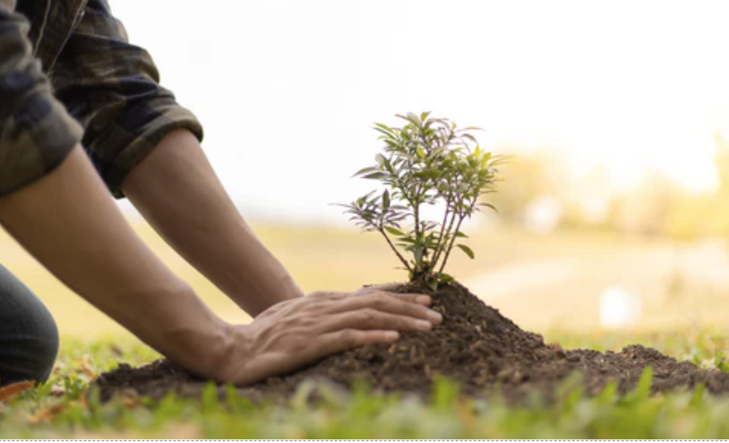 The Joy of Planting Bare Root Fruit Trees: A Guide to Get You Growing!