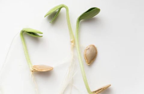 Seed Starting and Germination: GreenGro's Guide to a Thriving Garden