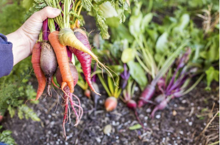 Organic Gardening: Planting Root Vegetables in Raised Beds in the Spring