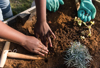 Rooted in Success: Mastering Bare Root and Bulb Planting in Your Garden