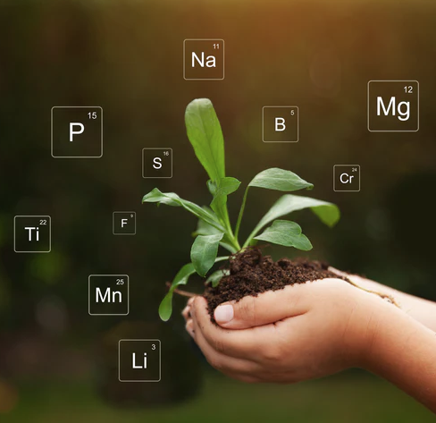 Regenerative Gardening: How to Improve Your Garden's Soil and Health
